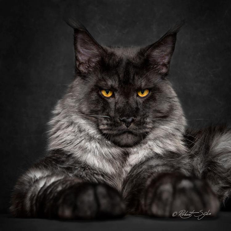 maine-coon-cat-photography-robert-sijka-65-57ad8f2e15bd3__880.jpg